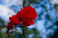 深秋「好色」去上海植物園