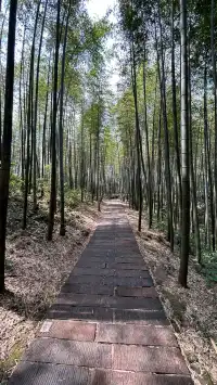 赤水竹海國家森林公園