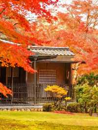 奈良紅葉季一日暴走攻略,美到窒息!