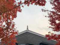 孔子博物館初冬色彩盛宴