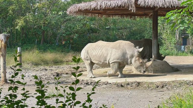 寧波野生動物園一日遊攻略!熊貓控千萬別錯過~ 寧波野生動物園一日遊攻略!熊貓控千萬別錯過~