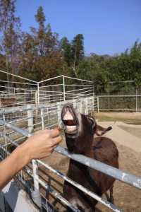 莫干山親子遊必去這個農場娃玩到不肯回家