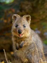 來西澳可選的跟團遊合集|2-5日遊隨心選