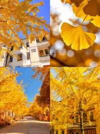 就在廣東1h直達親子溫泉銀杏兩日遊