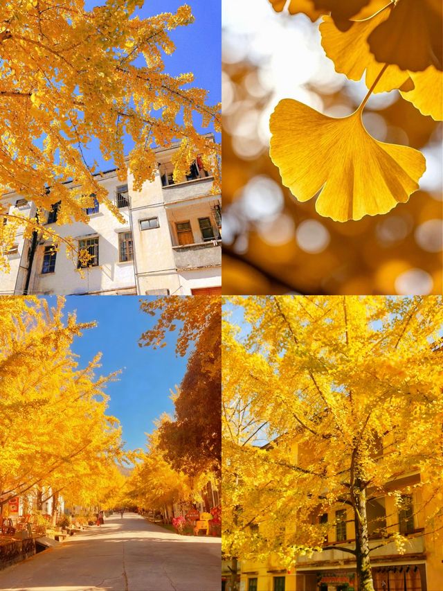 就在廣東1h直達親子溫泉銀杏兩日遊