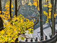 秋日必打卡！南京清涼山銀杏谷免費逛這樣玩更盡興！