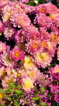 深圳冬日限定浪漫仙湖植物園花展也太出片了吧！