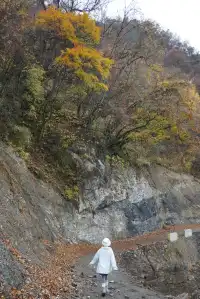 在綿陽發現一處小眾免費看彩林的地方