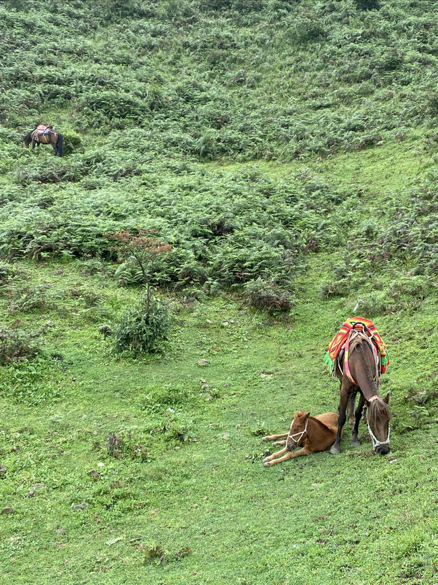 逃離城市計劃盤州烏蒙大草原自駕遊太治癒了！ 從鋼筋森林到遼闊草原，在攜程下單包車直接衝往烏蒙大草