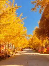 廣東秋日天花板1.5h 直達粵北金色夢境