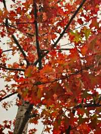 11.24實拍！上海賞秋！三林濱江城市森林！