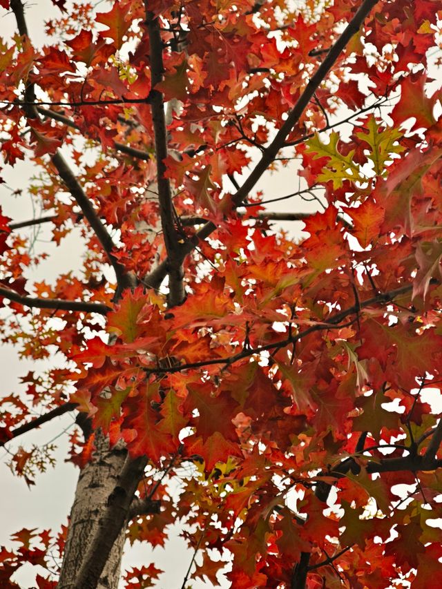 11.24實拍！上海賞秋！三林濱江城市森林！