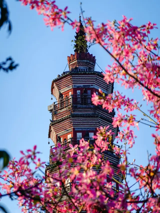 佛山順峰山公園遛娃天花板！週末就該這麼過