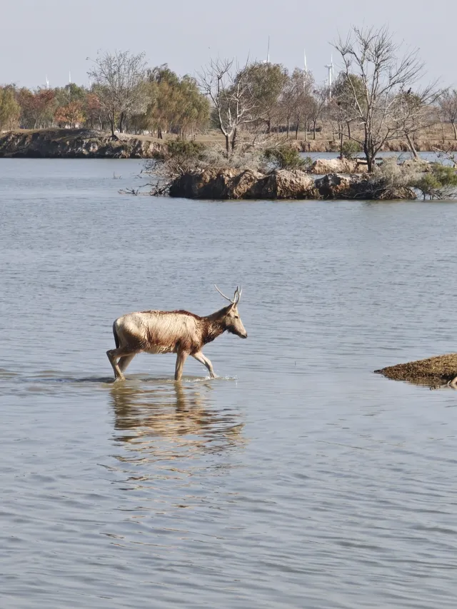 鹽城｜江蘇肯尼亞名不虛傳