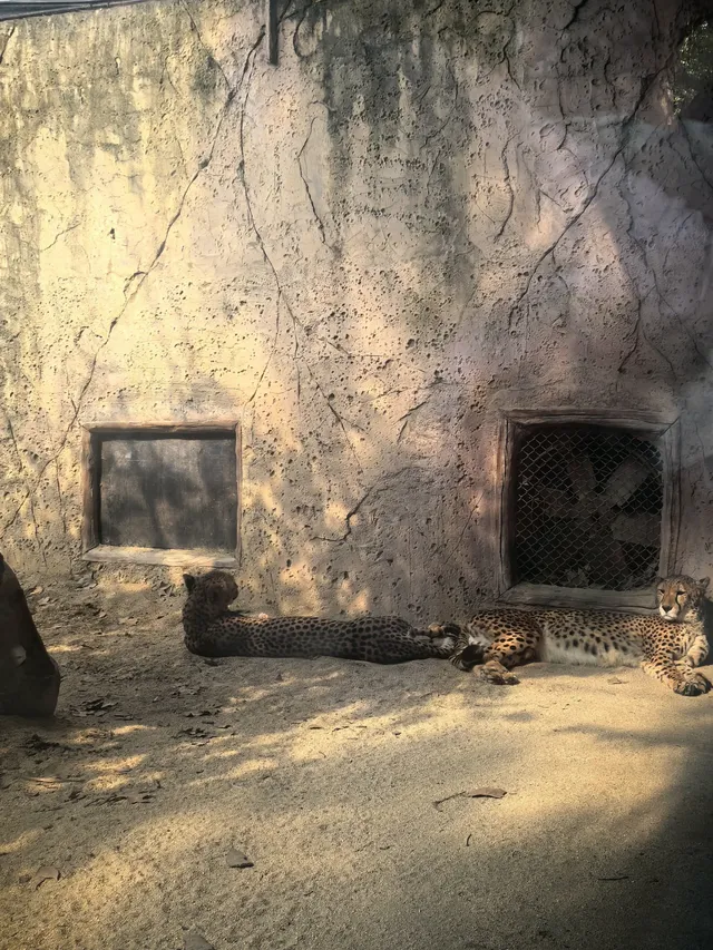 上海野生動物園30歲免費！週末遛娃聖地！