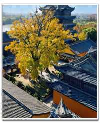 別擠外灘！青浦千年銀杏藏著上海最美秋！