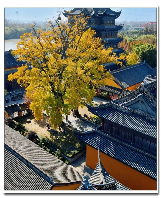 別擠外灘！青浦千年銀杏藏著上海最美秋！