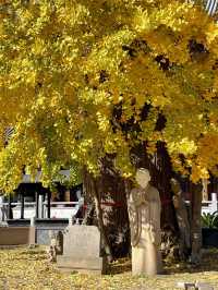 青浦私藏治癒路線！千年銀杏+關公咖啡+柴窯麵包的慢活美學