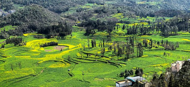峰叢花田醉我心