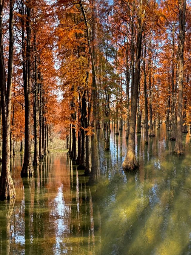 太仙了！夢幻森林，邂逅青西郊野公園的水上童話