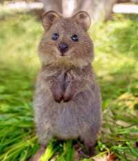 《瘋狂動物城2》新角色是短尾矮袋鼠?!