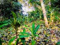Ultimate List of Vietnam Jungle Tracks: Dive into The Evergreen World