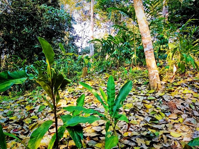 Ultimate List of Vietnam Jungle Tracks: Dive into The Evergreen World Ultimate List of Vietnam Jungle Tracks: Dive into The Evergreen World