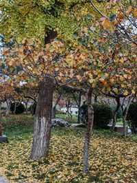 西安城牆賞秋好去處