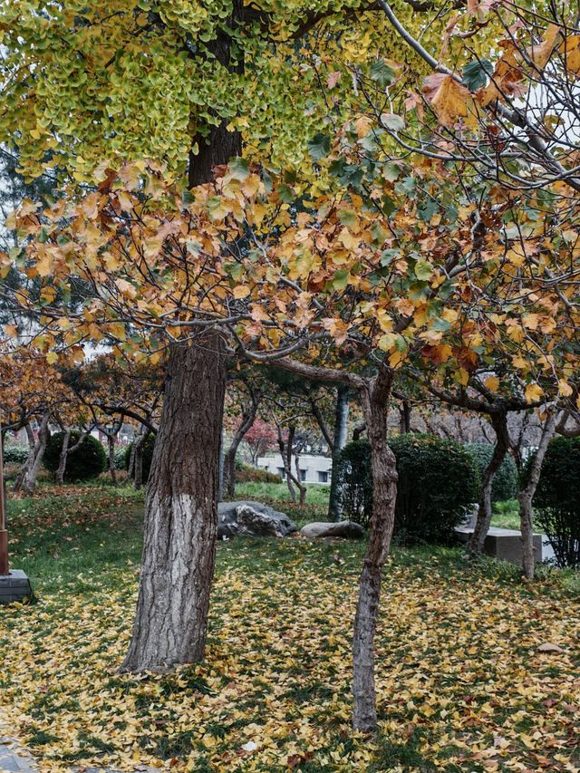 西安城牆賞秋好去處 西安城牆賞秋好去處