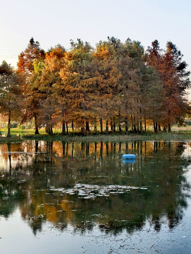 滬上秋色「杉」水畫,一半在水,一半在天 滬上秋色「杉」水畫,一半在水,一半在天