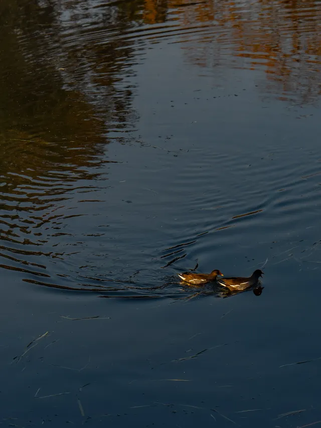 南京｜雞鳴寺-玄武湖