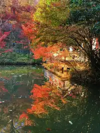 11.29日棲霞山實拍