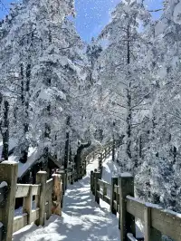 西嶺雪山下雪實況！1日遊成都往返才花68