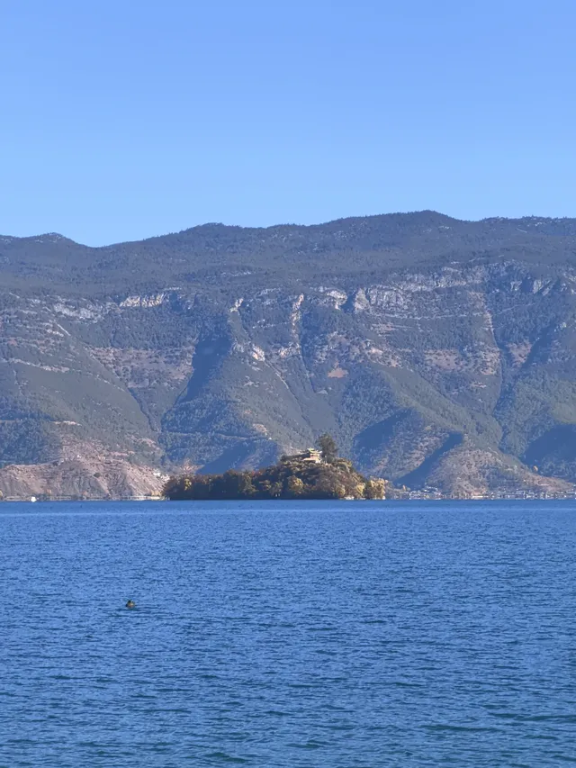 被瀘沽湖美鼠！12.4實拍！