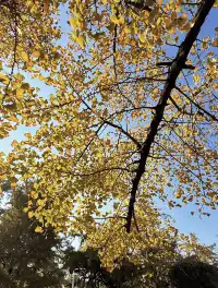 12.1湖州長興銀杏live實錄,秋日感秒get