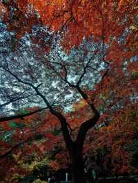 上海1小時直達,虞山真的太香了!