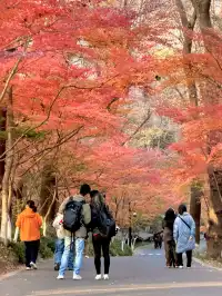 12.5實況 ｜棲霞山美得讓人掐人中