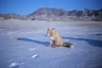 賽里木湖|瞬間懂了大西洋最後一滴眼淚