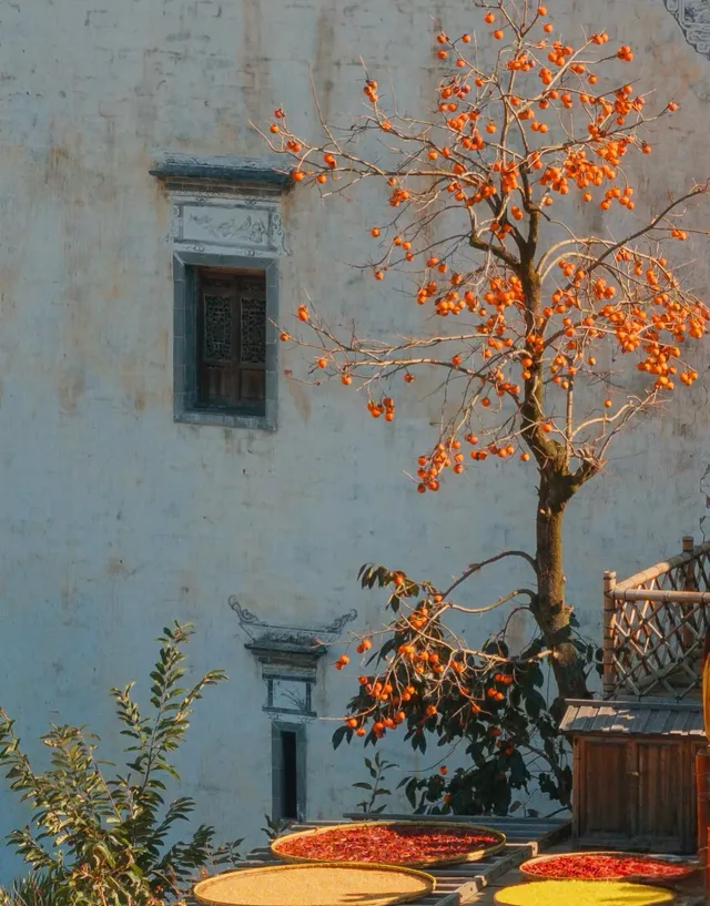 國家地理誠不我欺!婺源篁嶺曬秋絕了 國家地理誠不我欺!婺源篁嶺曬秋絕了