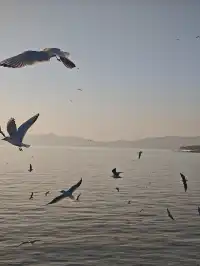 無錫｜鼋頭渚的海鷗從不失約