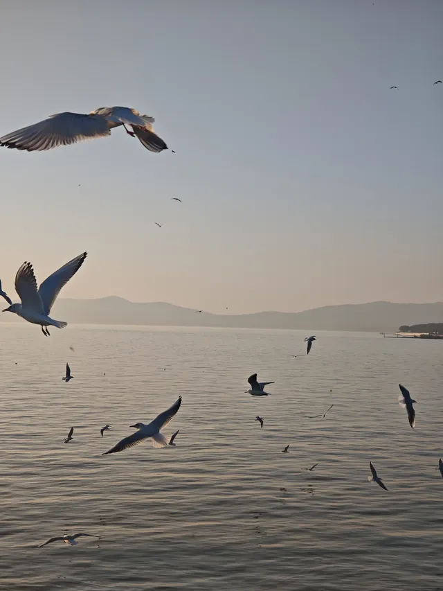 無錫｜鼋頭渚的海鷗從不失約