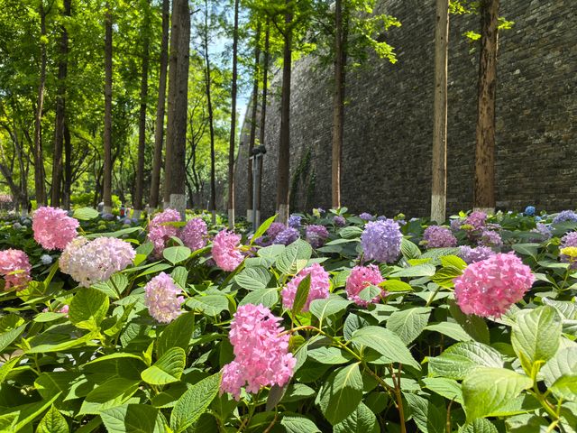 五月必刷南京繡球公園花開成海 美到犯規 五月必刷南京繡球公園花開成海 美到犯規