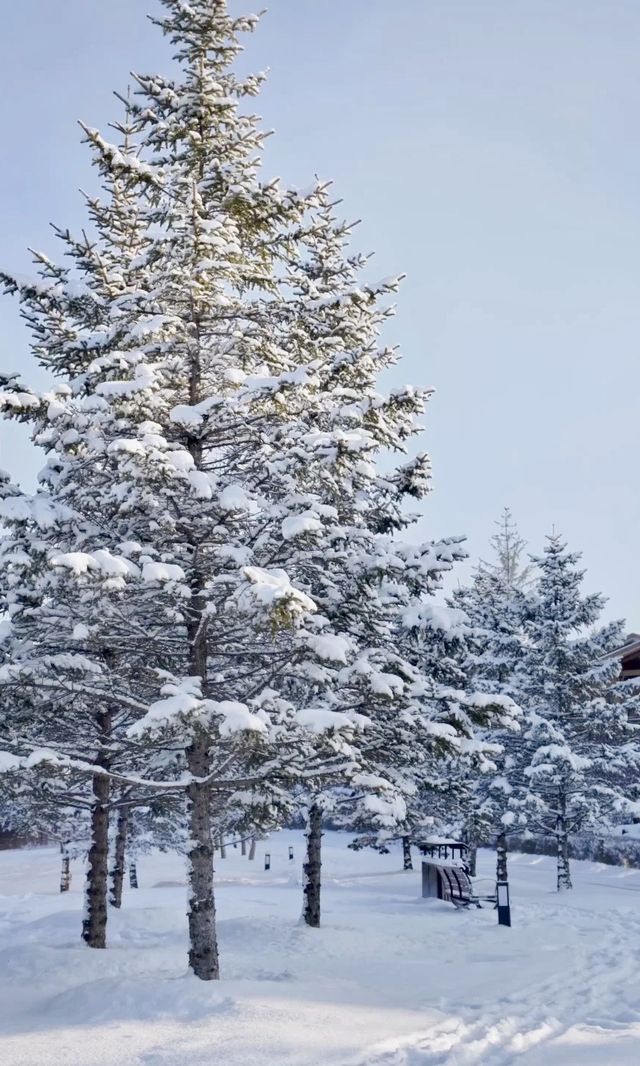 長白山滑雪住喜來登 南方小土豆的冰雪世界 長白山滑雪住喜來登 南方小土豆的冰雪世界