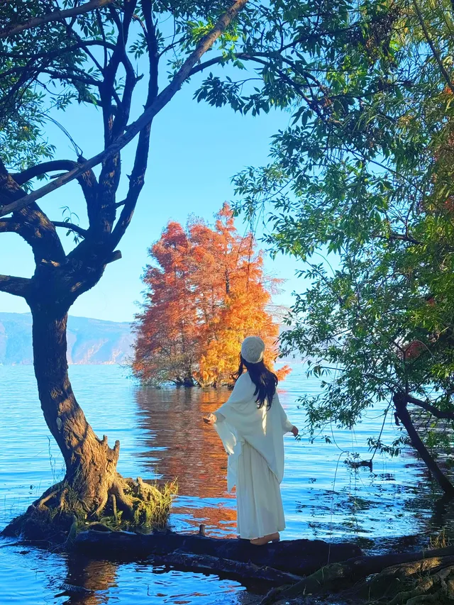 18圖告訴你,現在的大理水杉季究竟有多美…… 18圖告訴你,現在的大理水杉季究竟有多美……