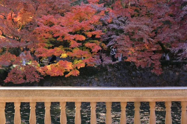 12.3|虞山紅楓進度99% (附路線圖 12.3|虞山紅楓進度99% (附路線圖