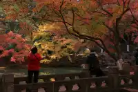 12.3|虞山紅楓進度99% (附路線圖