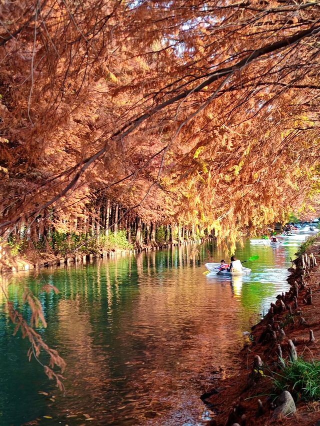 闖入紅衫秘境,開啟浪漫划船之旅 闖入紅衫秘境,開啟浪漫划船之旅