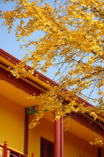 12月初的洗心禪寺迎來了年度封神時刻