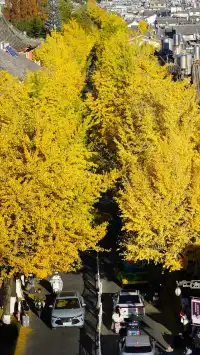 大理古城玉洱路拍銀杏注意這個時間段!