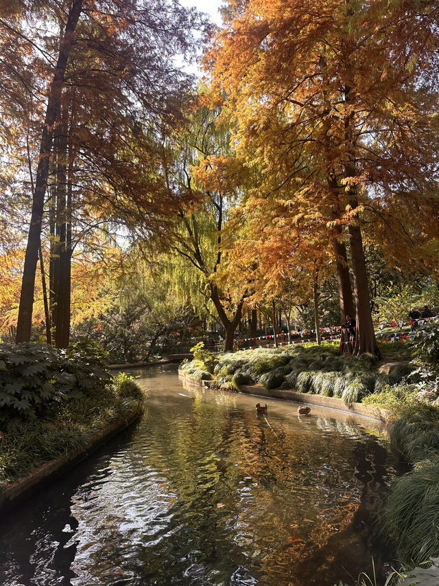 不誇張!本週上海最美的賞秋路線 不誇張!本週上海最美的賞秋路線